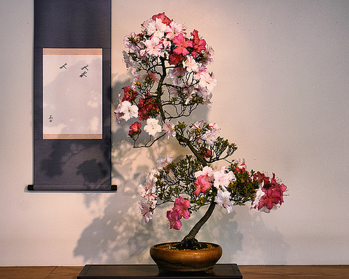 "Hozan" Bonzai Azaleas – National Arboretum, Washington DC