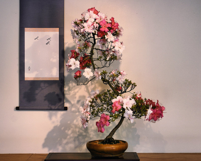 "Hozan" Bonzai Azaleas – National Arboretum, Washington DC