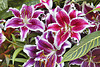 Daylilies – Bloedel Conservatory, Queen Elizabeth Park, Vancouver, British Columbia