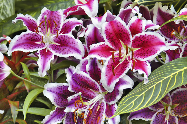 Daylilies – Bloedel Conservatory, Queen Elizabeth Park, Vancouver, British Columbia