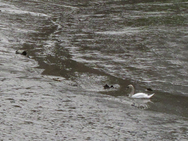 Swan in the mud