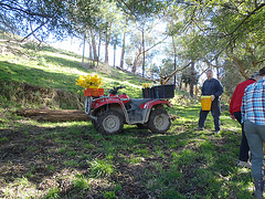 picking daffodils for Daffodil Day