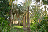 Oman 2013 – Palm grove