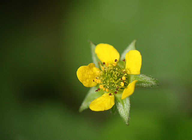 Wood Avens