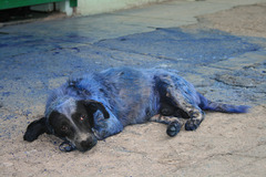 The Unknown Story Of The Blue Dog