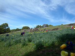 picking daffodils for Daffodil Day