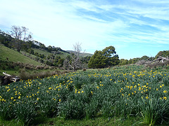 picking daffodils for Daffodil Day