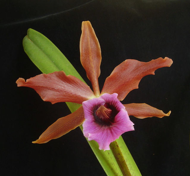 Laelia tenebrosa