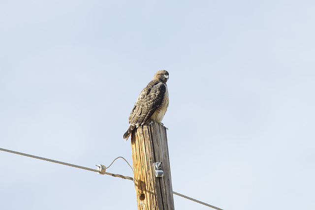 Red-tailed Hawk