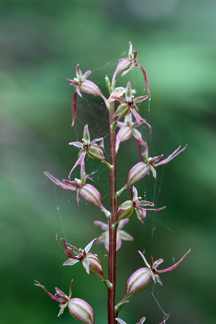 Western Heart-leaved Twayblade