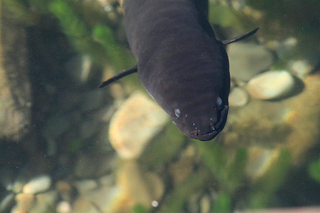 Eel