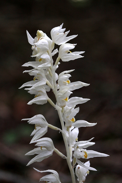 Phantom Orchids