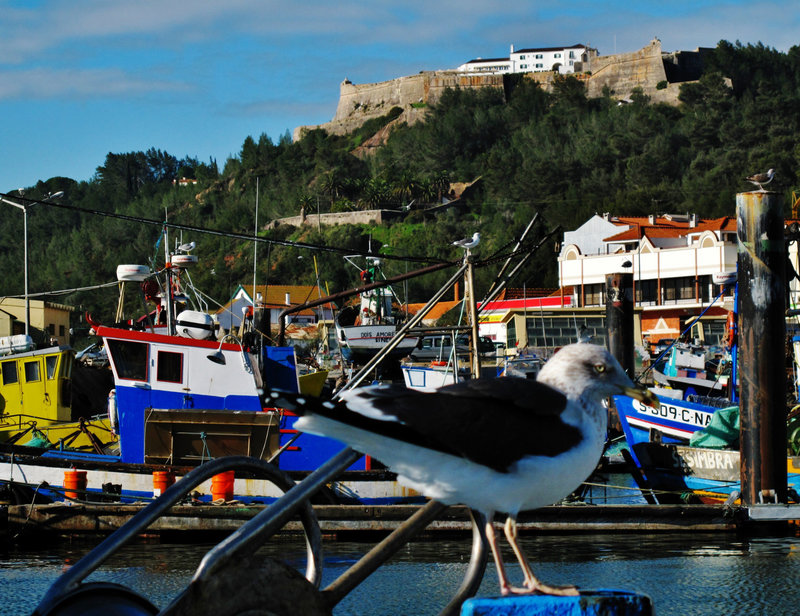 The shameless seagull