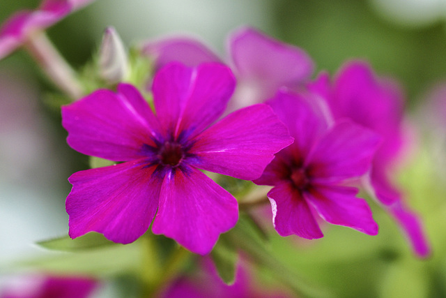 Cabernet Phlox – Brookside Gardens