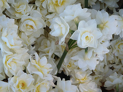 picking daffodils for Daffodil Day