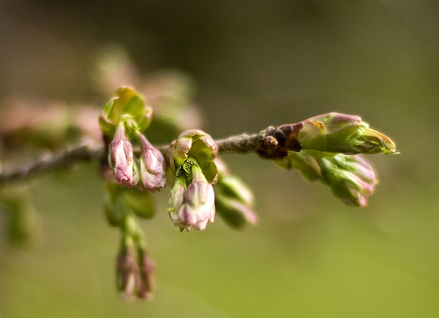 bursting buds