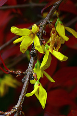 Autumn Forsythias