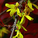 Autumn Forsythias