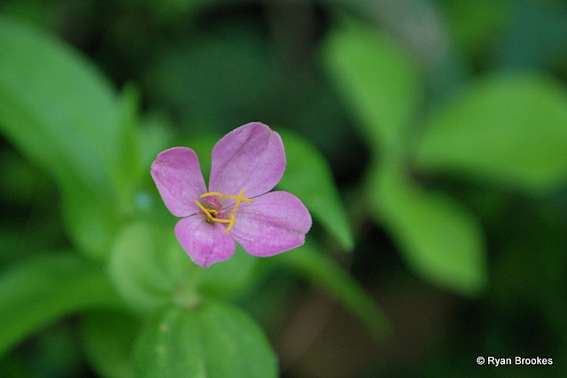 20090924-0259 Zinnia sp.