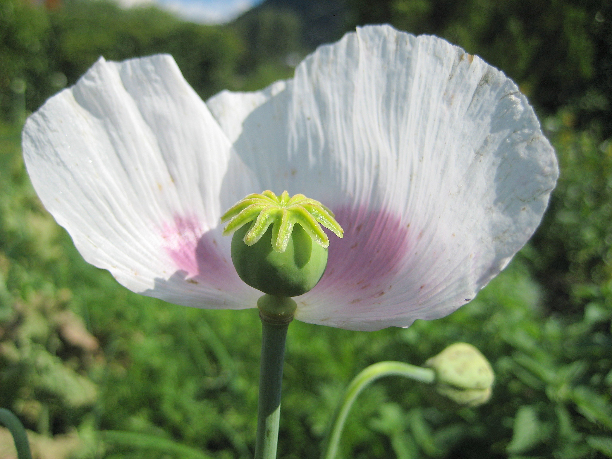 lila Schlafmohn (Papaver somniferum)