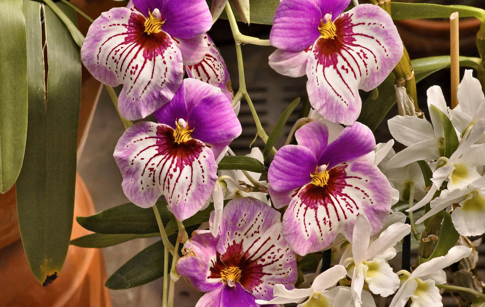 Miltonia In the Pink "Voluptuous" Orchids – United States Botanic Garden, Washington, D.C.