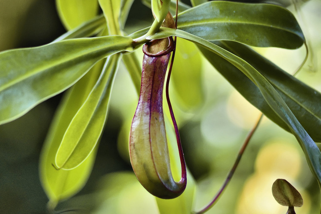 Hanging Pitcher Plant – Bloedel Conservatory, Queen Elizabeth Park, Vancouver, British Columbia