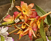 Orange Orchids – United States Botanic Garden, Washington, D.C.