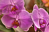 Pink Phalaenopsis Orchids – United States Botanic Garden, Washington, D.C.