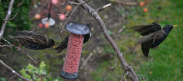 Noisy Starlings food fights!