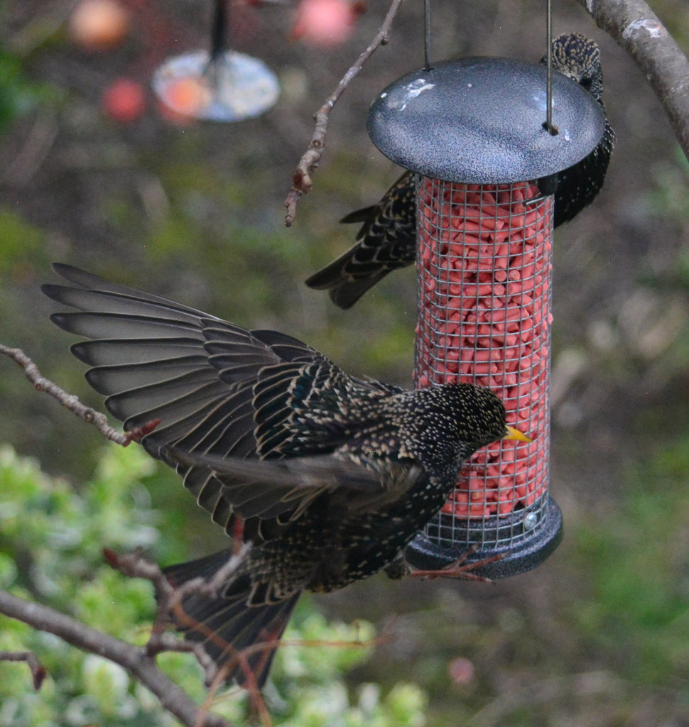 Noisy Starlings food fights!