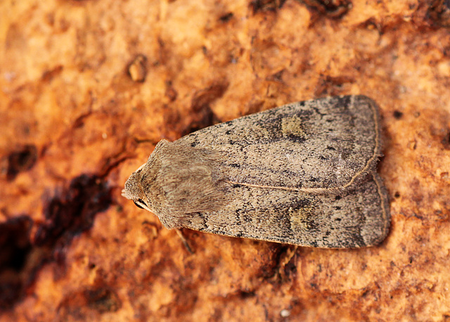 Square-spot Rustic