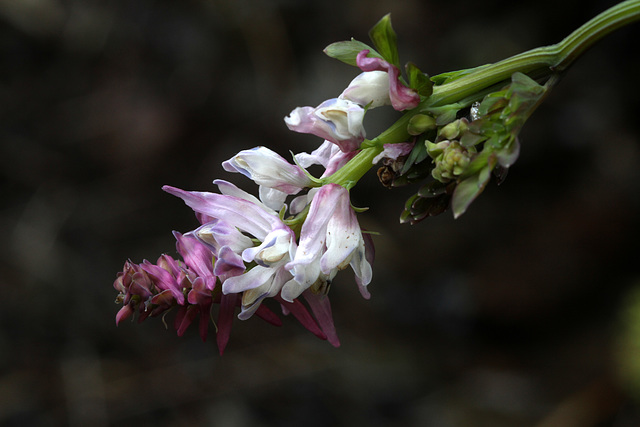 Sainfoin