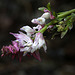 Sainfoin