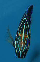 Koran Angelfish