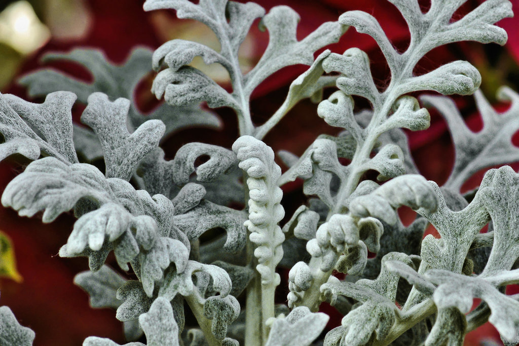 Silver Feathers – Brookside Gardens