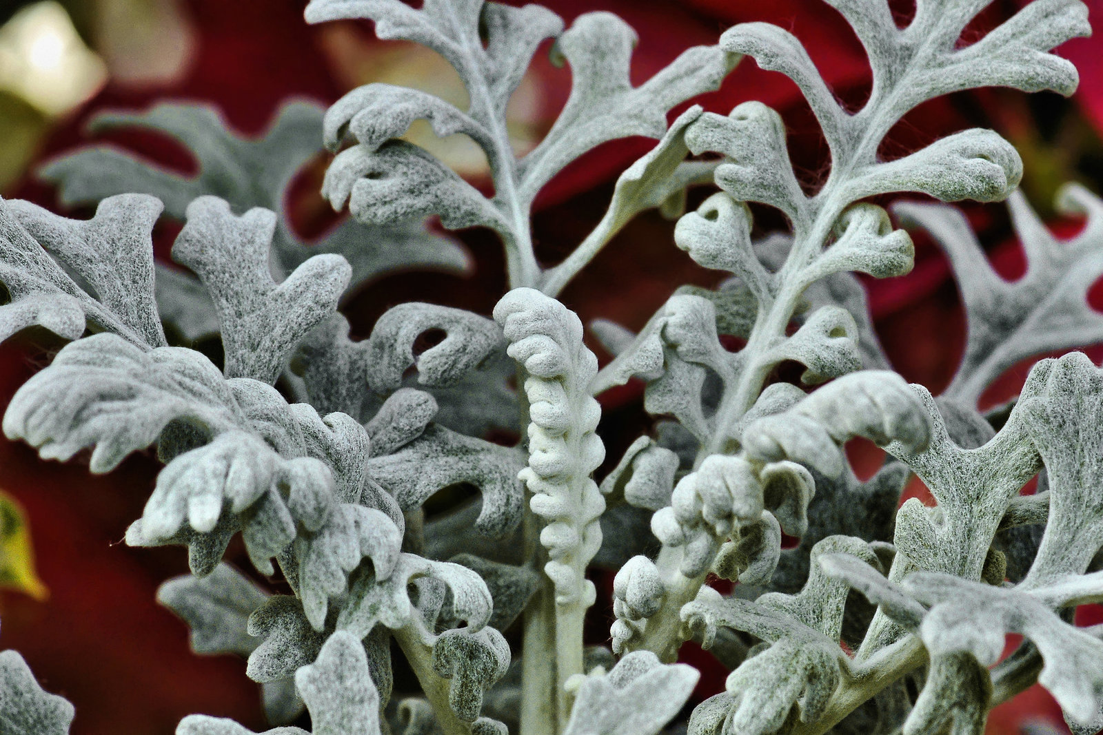 Silver Feathers – Brookside Gardens
