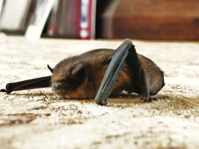 redgrave church bat