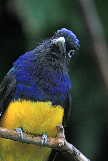 White-tailed Trogon