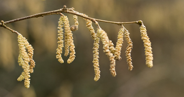 catkins dangling