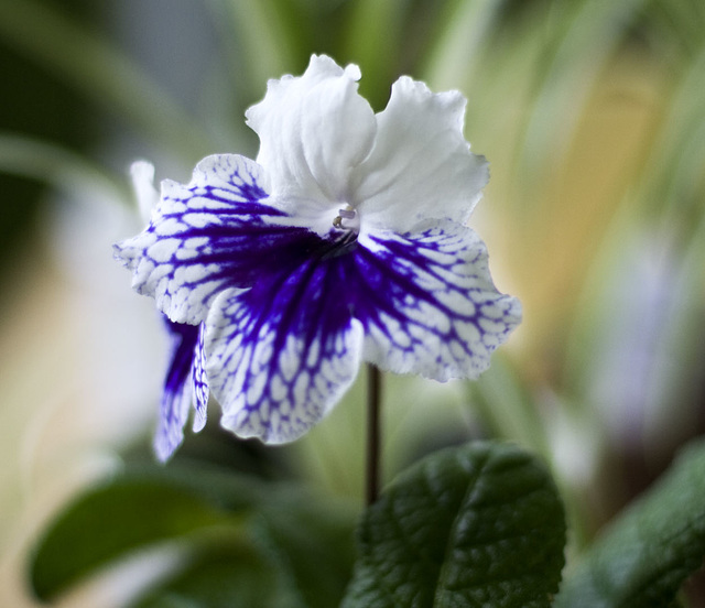 streptocarpus Blue Leyla