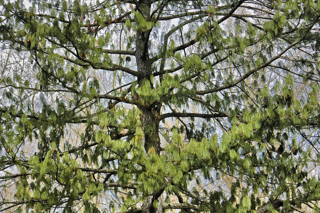 Himalayan Pine – Brookside Gardens