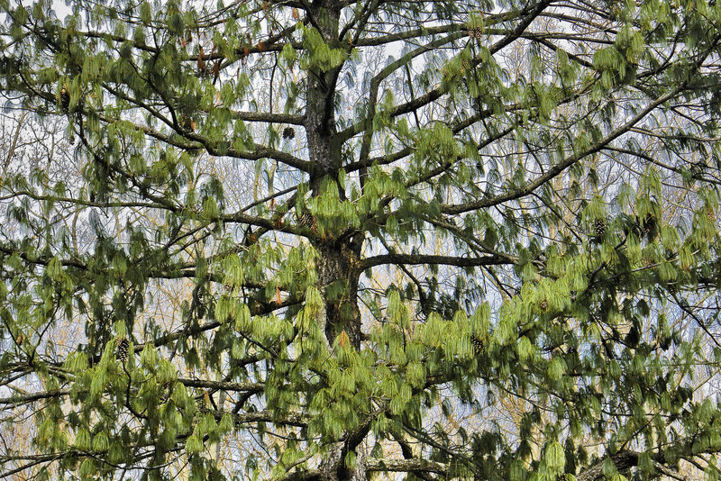 Himalayan Pine – Brookside Gardens