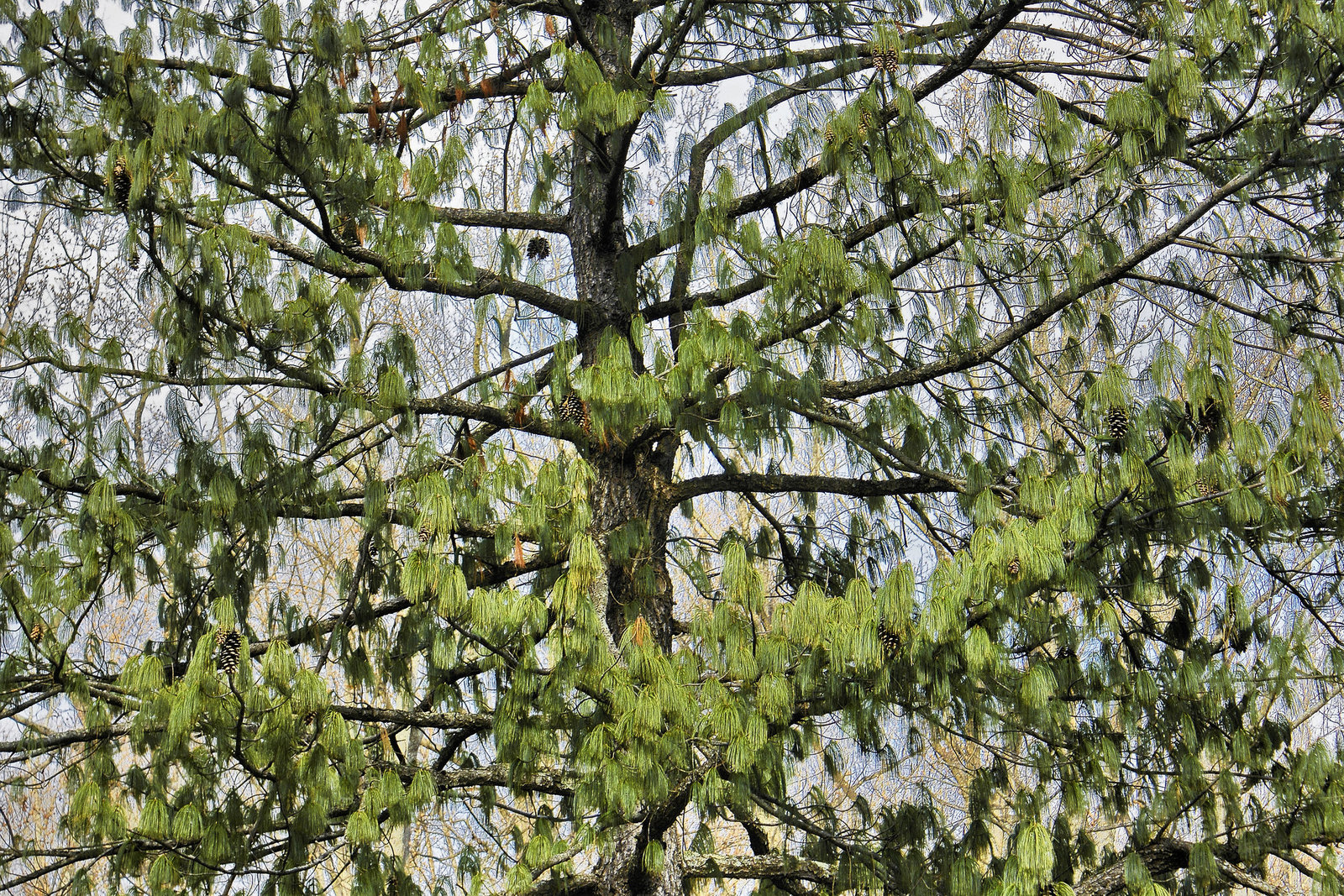 Himalayan Pine – Brookside Gardens