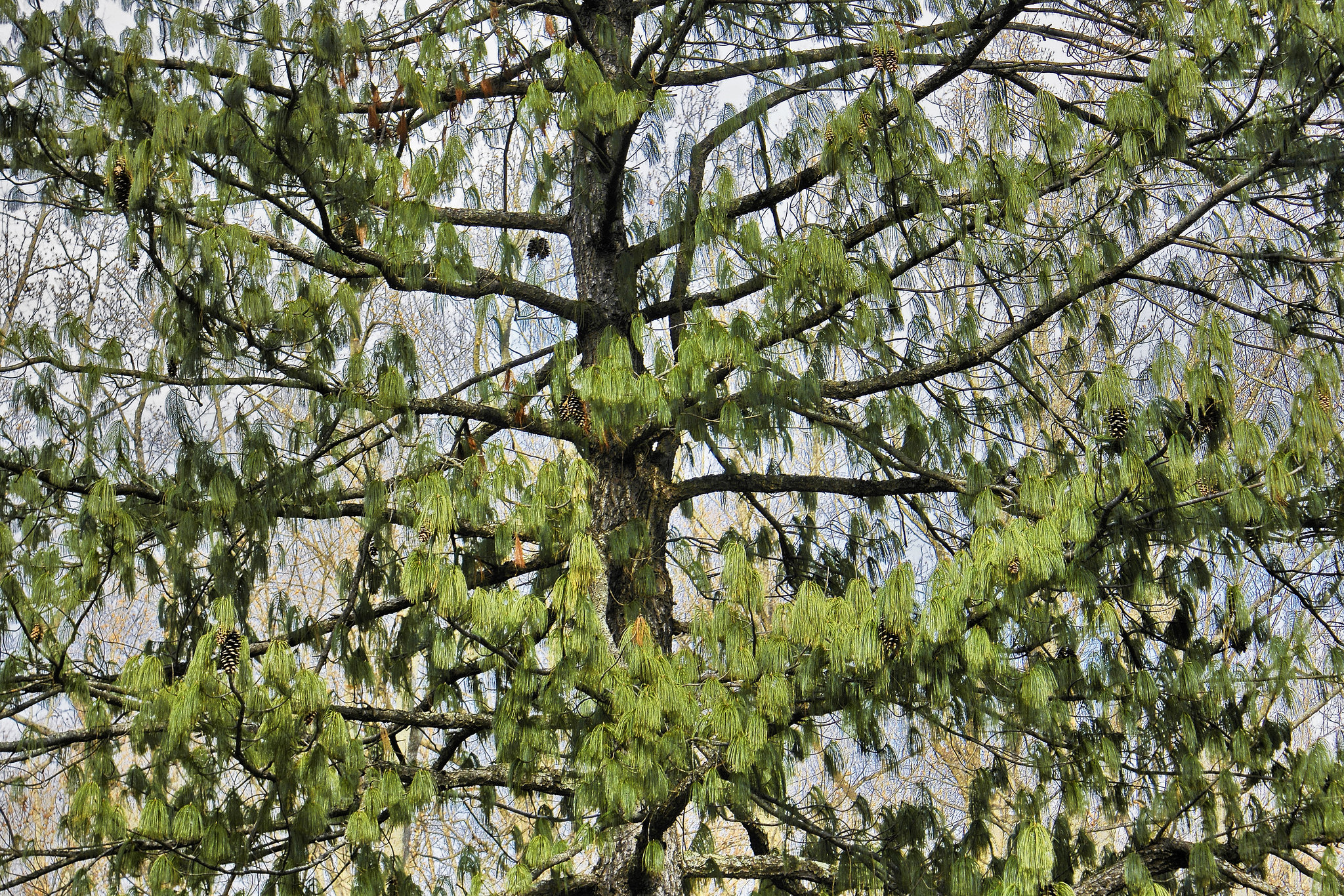 Himalayan Pine – Brookside Gardens