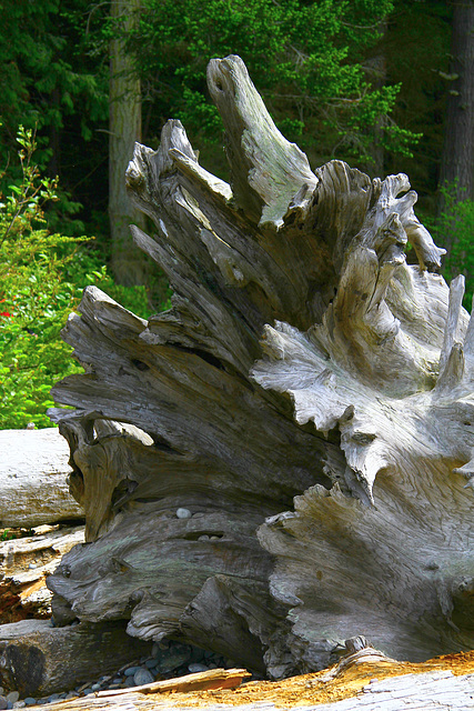 Driftwood Stump