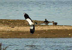 Lapwing