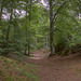 Path through the beech woods by Randolph's Leap, on the river Findhorn