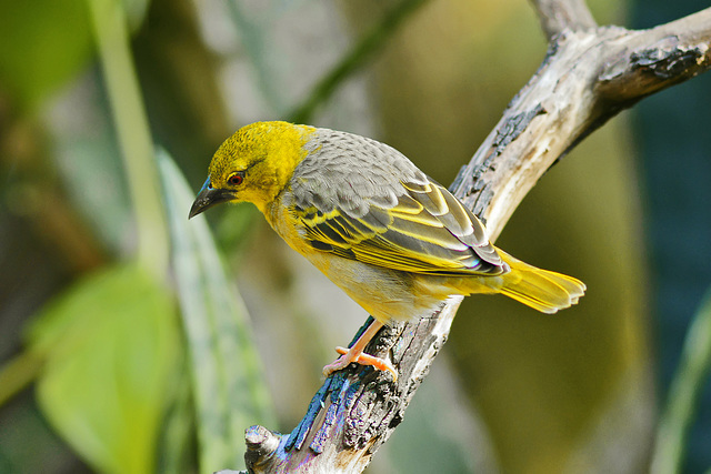 Yellow-Green Vireo – Bloedel Conservatory, Queen Elizabeth Park, Vancouver, British Columbia