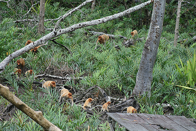 Parade of the Proboscis Monkeys