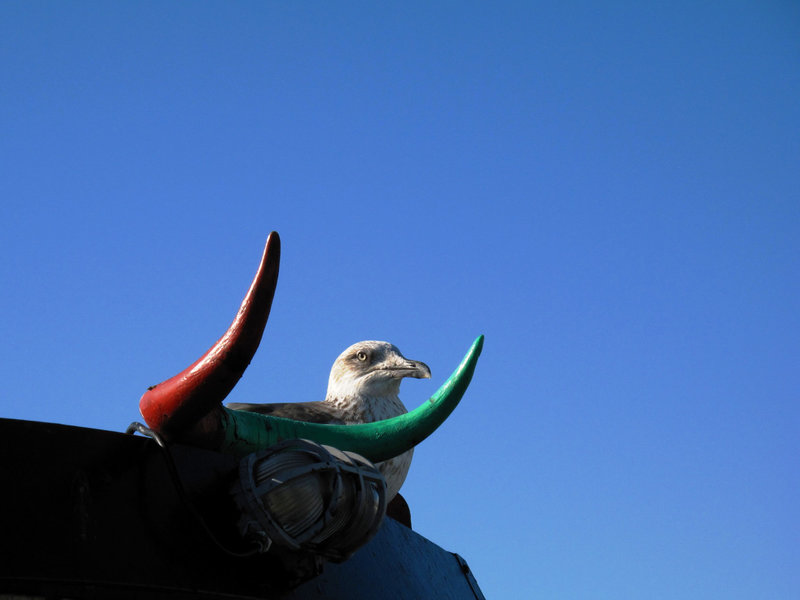 The fearless seagull.